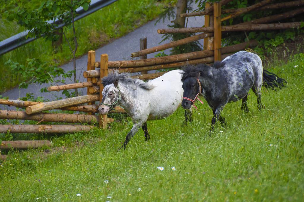 Gaestehaus Berger - Priglhof Treffen Exterior foto
